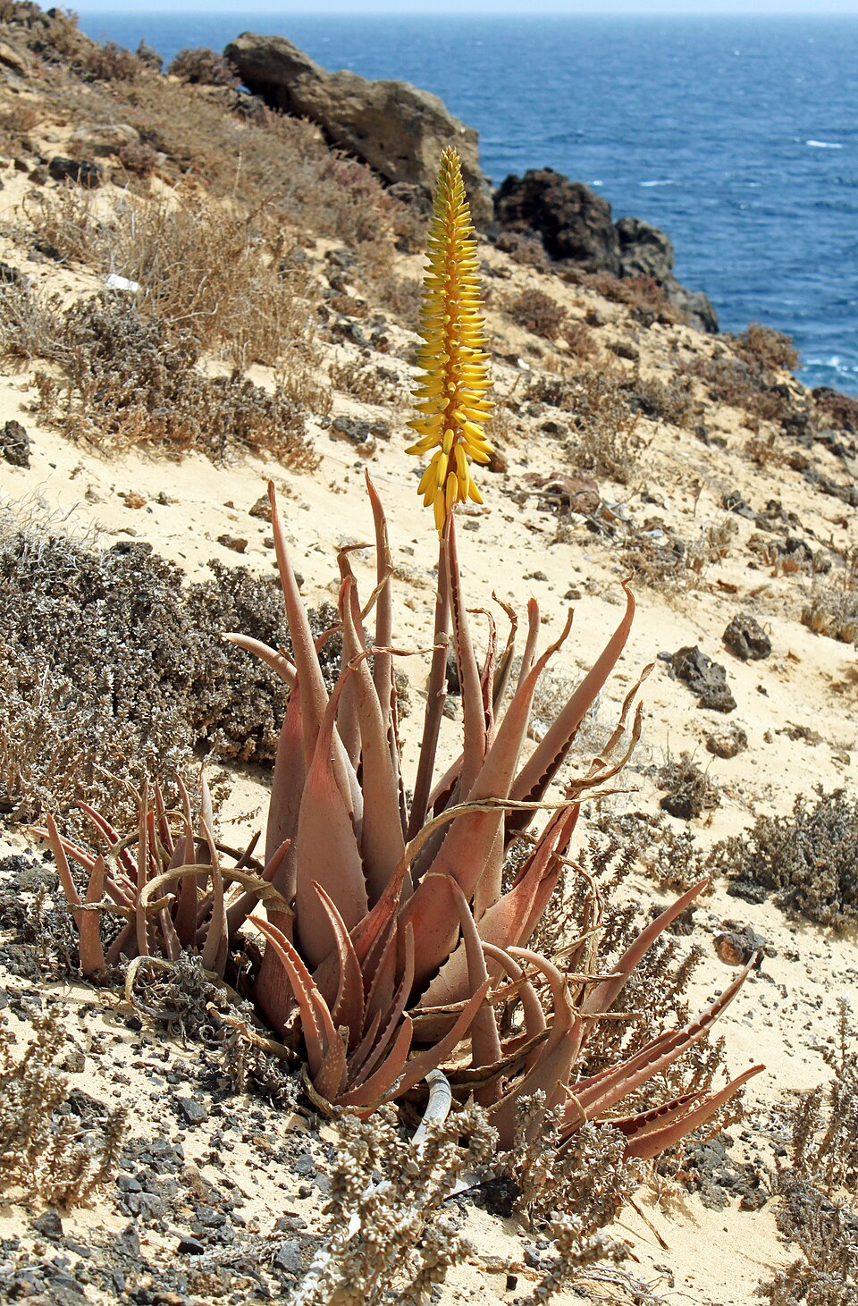 aloe vera — Aloe Vera Kurtarma: Çürüyen Kökü Nasıl Kurtarırsınız?