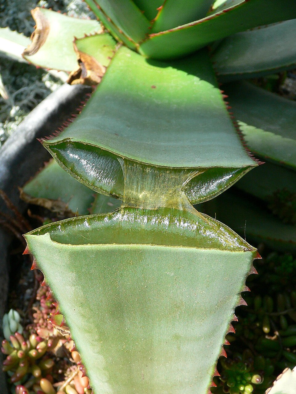 aloe vera — Aloe Vera ve Succulentler: 40°C'de Ayakta Kalacak Bitkiler