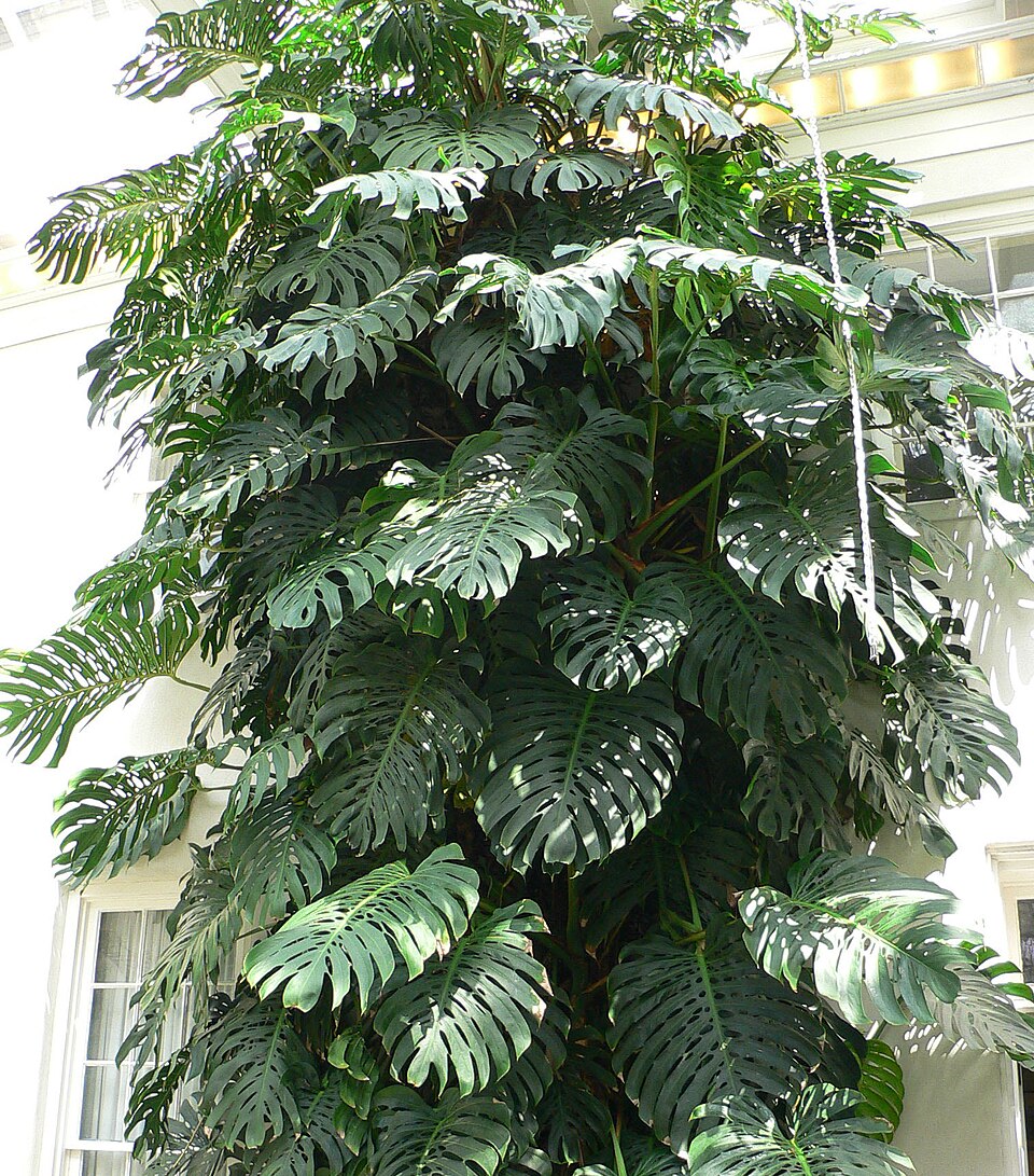 monstera — Monstera Bakımı: Sulama, Işık ve Büyüme Sırları