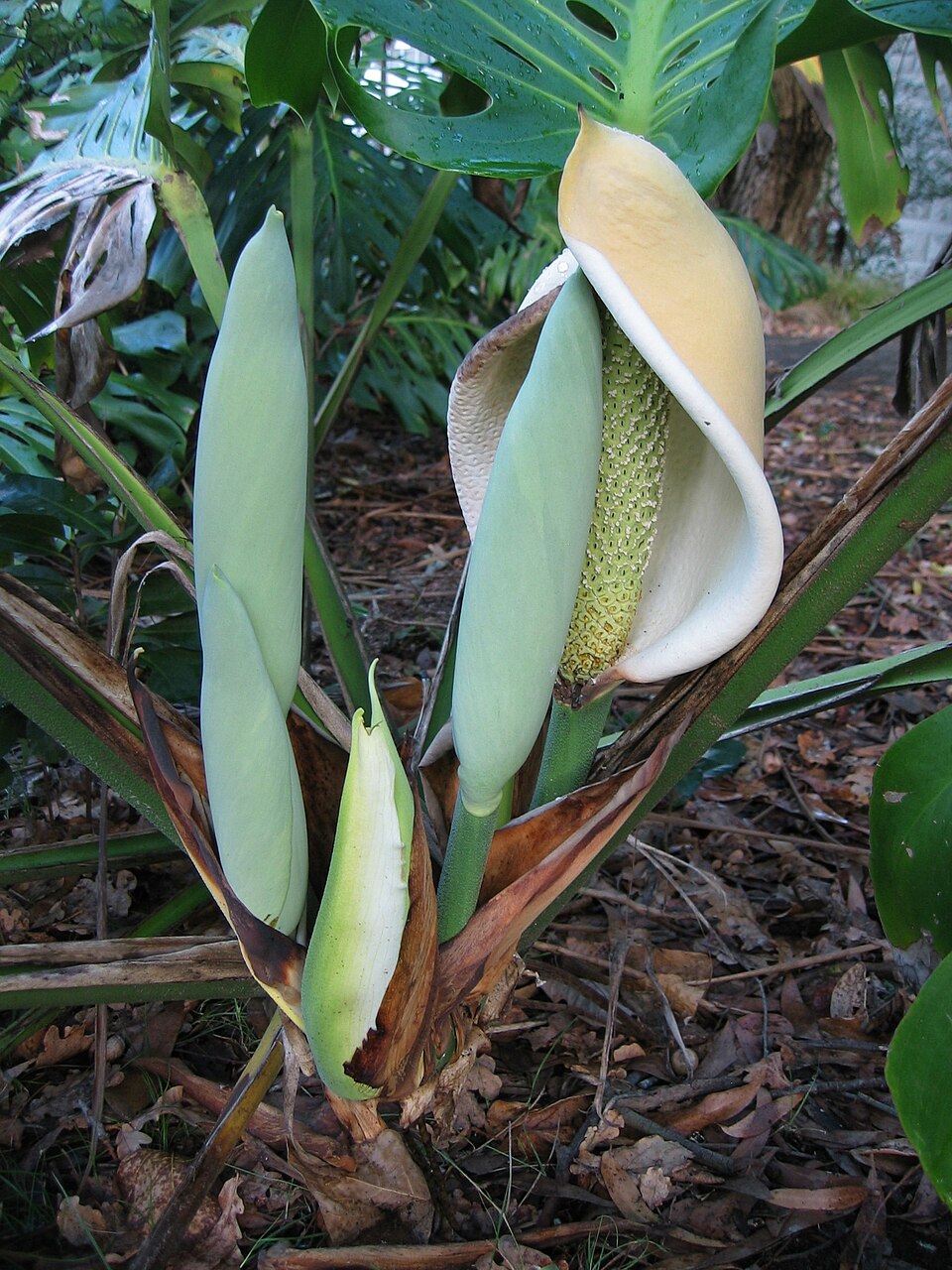 monstera — Monstera ve Sukulentler: Sulama Farkları